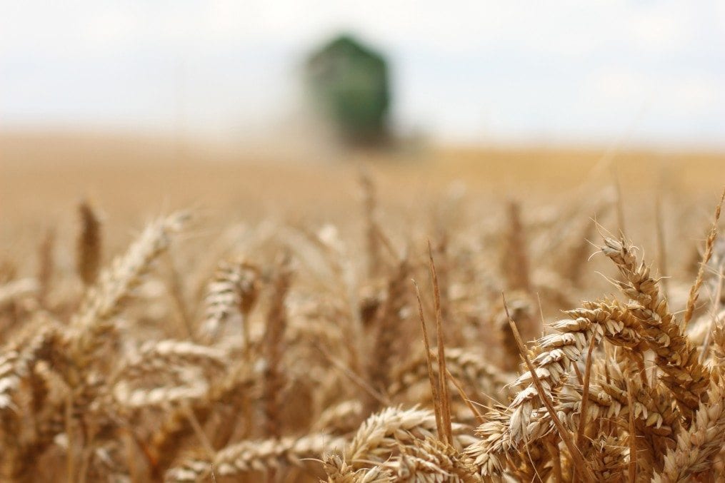 wheat field