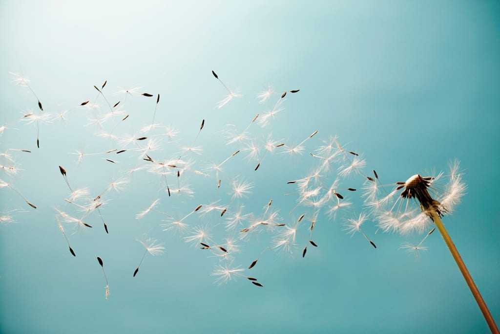 Allergies_forweb
